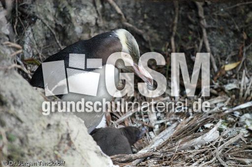 Gelbaugenpinguin (08 von 23).jpg